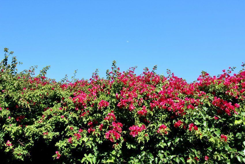 Casa Dos Mares - Holiday house in Conil de la Frontera for rent - flowers in the garden